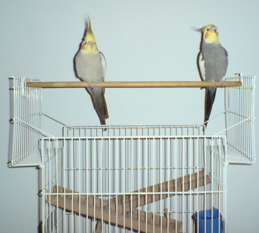 Calopsitas ouvindo rádio - Hotel Fazenda Cascatinha - Mendes - Rio de Janeiro