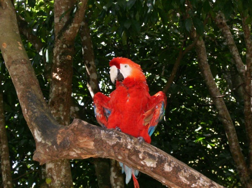 Arara nas árvores no Hotel Fazenda Cascatinha - Mendes - Rio de Janeiro